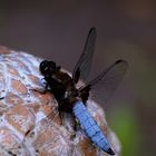 Verschnaufpause für Libelle