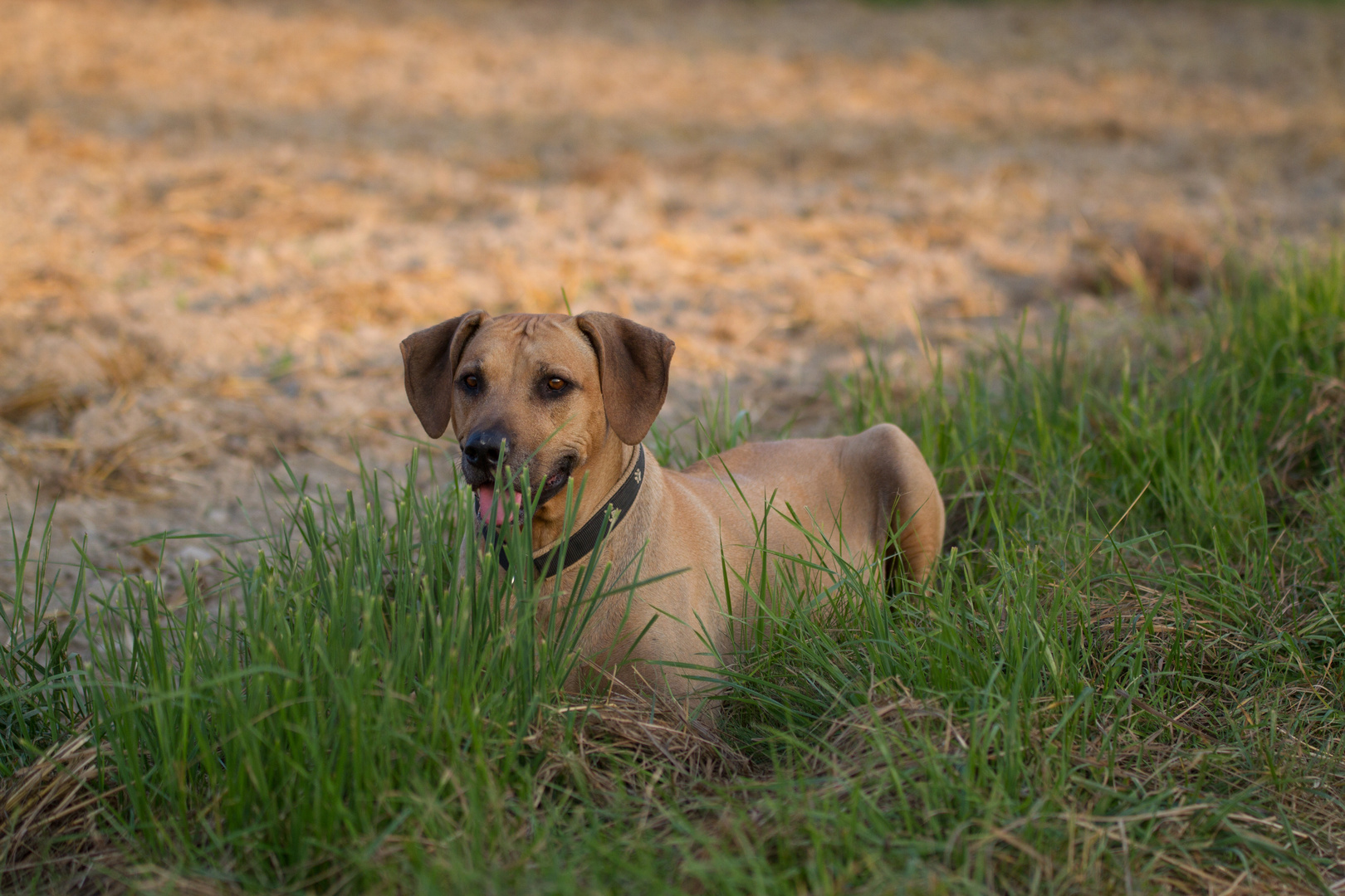 Verschnaufpause im Gras