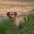 Verschnaufpause im Gras