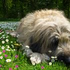 Verschnaufpause in der Blumenwiese