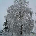 Verschneider Baum