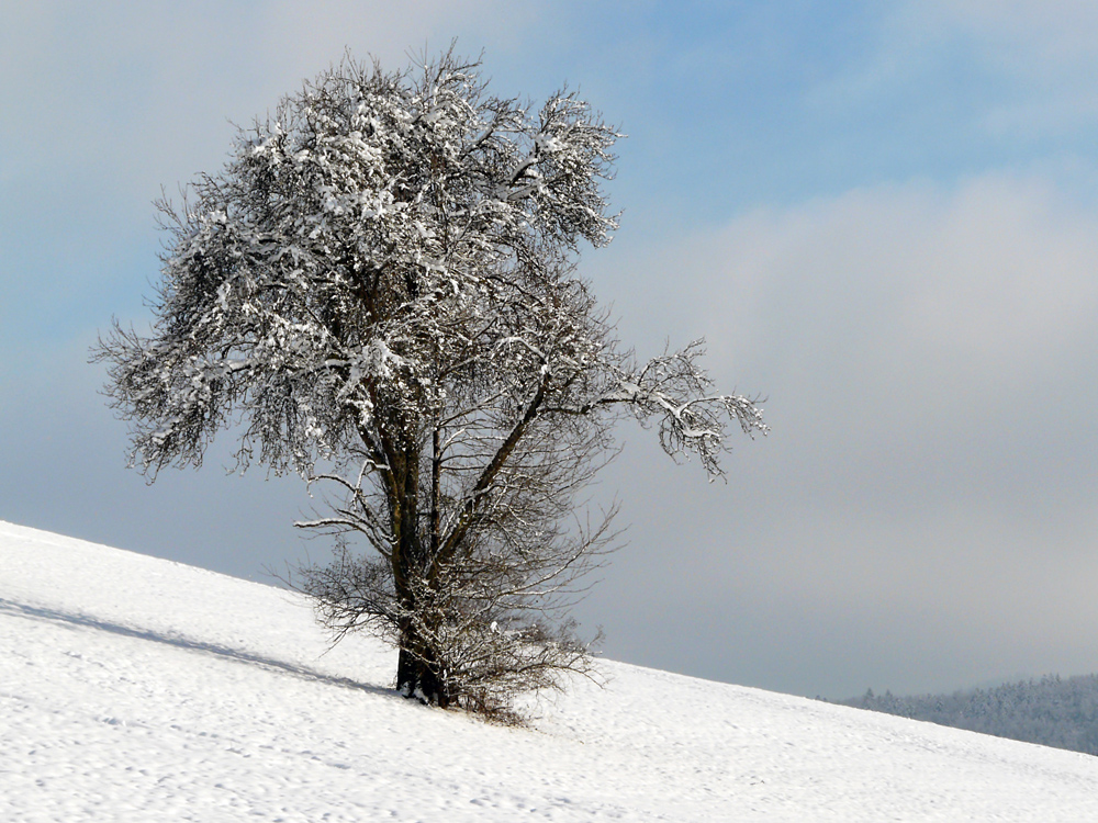 verschneit