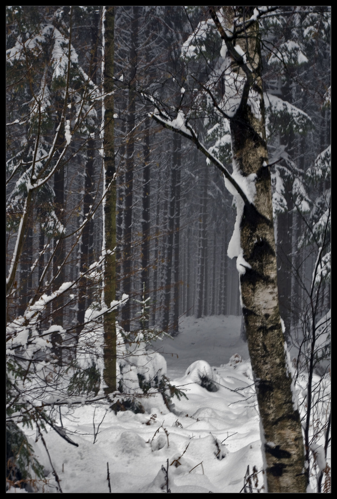 Verschneit Wald