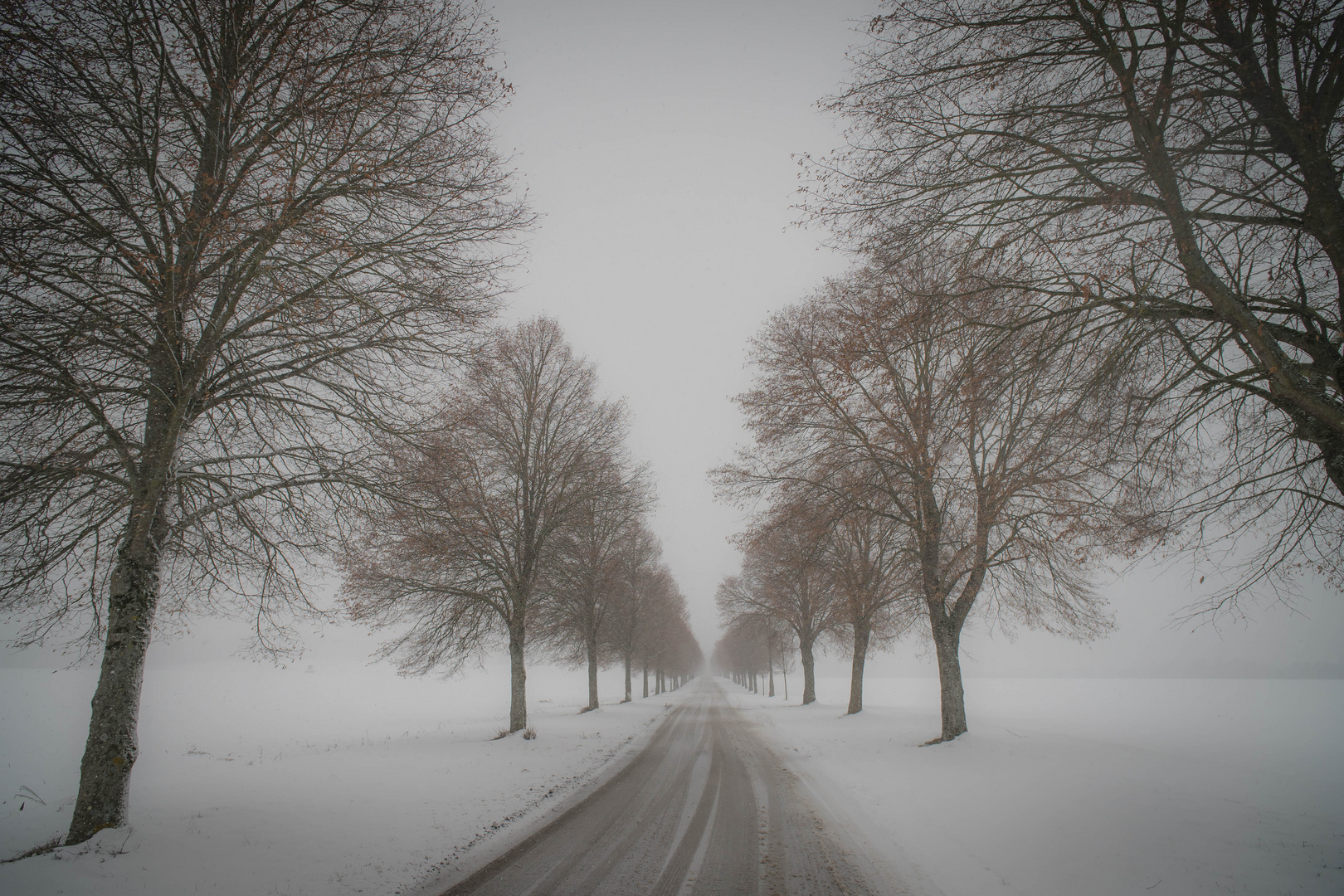 Verschneite Allee