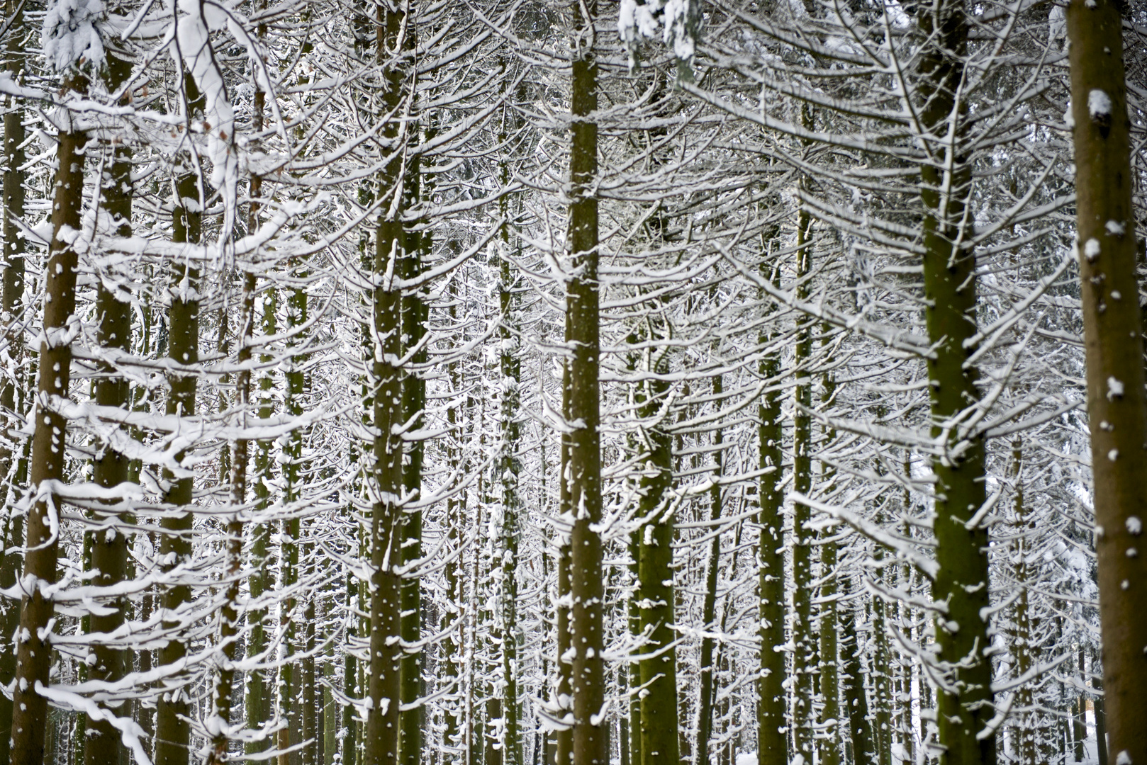 Verschneite Bäume