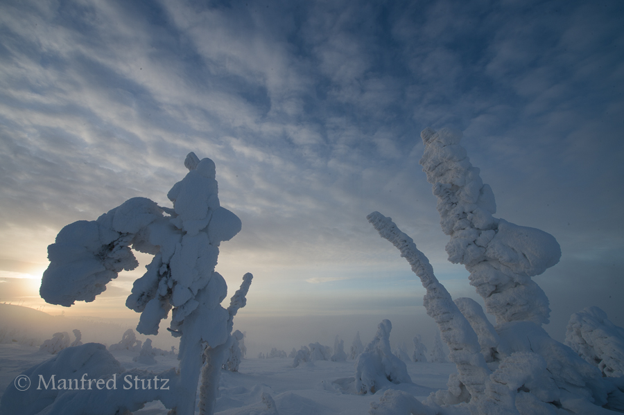 Verschneite Bäume, Finnland 2014