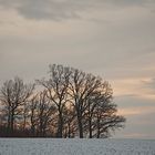 Verschneite Bäume im Sonnenuntergang