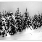 "verschneite Bäume" (S/W)
