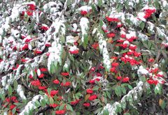 Verschneite Beeren ohne Bären