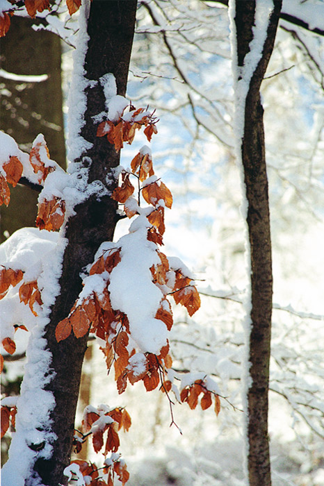 Verschneite Blätterwelt, Winterberg 30.01.199