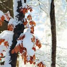 Verschneite Blätterwelt, Winterberg 30.01.199