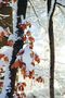 Verschneite Blätterwelt, Winterberg 30.01.199 von Andreas Pott