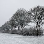 verschneite Felder und Bäume