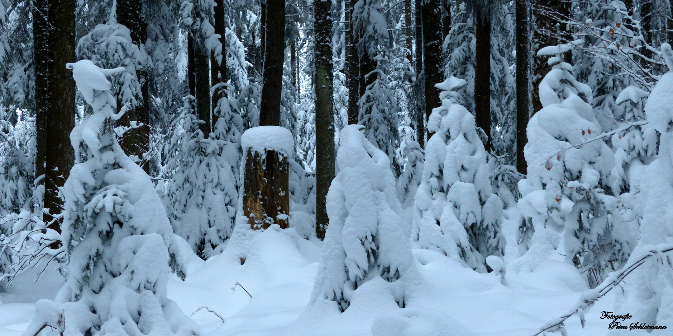 °°°° verschneite Fichten im Schwarzwald °°°°