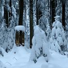 °°°° verschneite Fichten im Schwarzwald °°°°