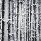 verschneite Fichten im Schwarzwald