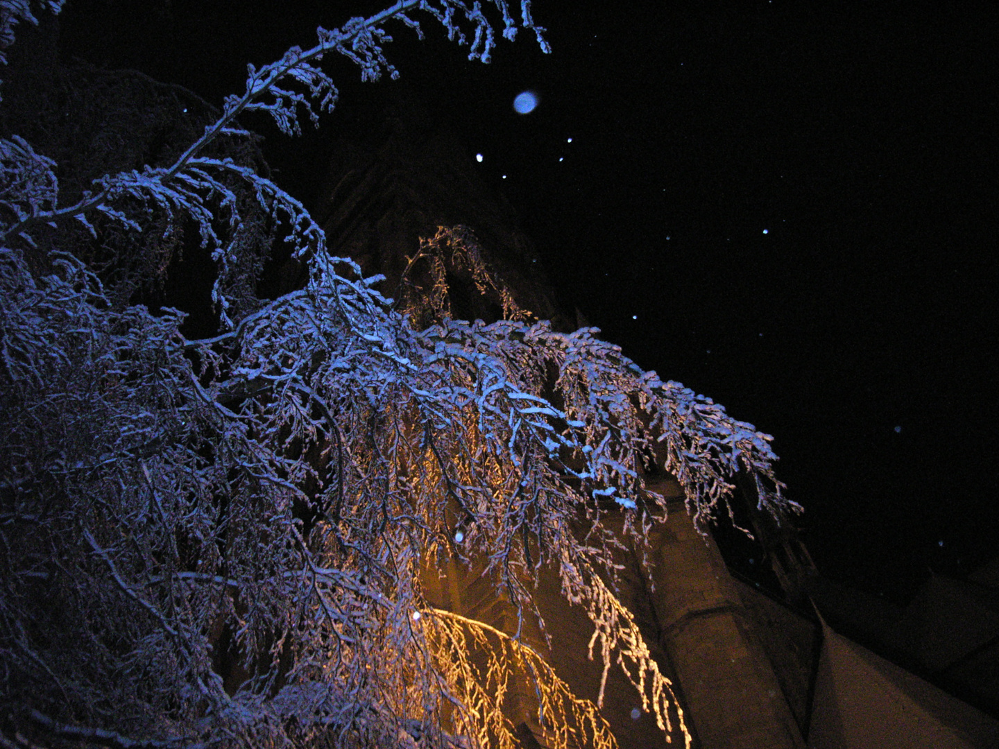 Verschneite Hängebuche im Schnee-Dezember 2010