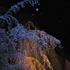 Verschneite Hängebuche im Schnee-Dezember 2010