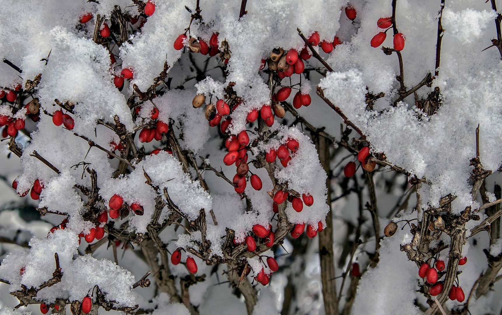 Verschneite Hecke mit roten Beeren! Foto & Bild pflanzen, pilze