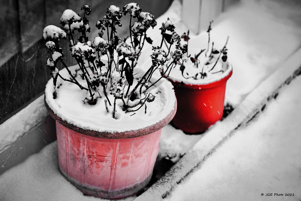 Verschneite Kleinpflanzen im Winter