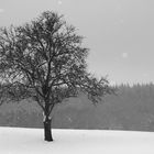 verschneite Landschaft