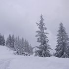 Verschneite Roßfeld-Panoramastraße