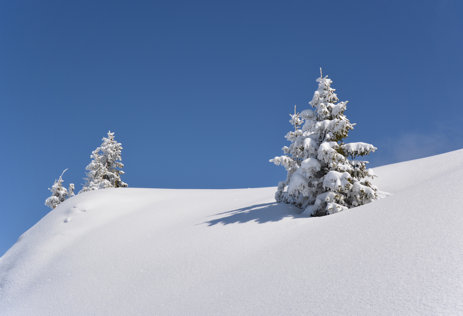 Verschneite Tannen im Tannheimertal Foto & Bild jahreszeiten, winter