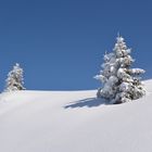 Verschneite Tannen im Tannheimertal