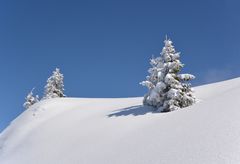 Verschneite Tannen im Tannheimertal