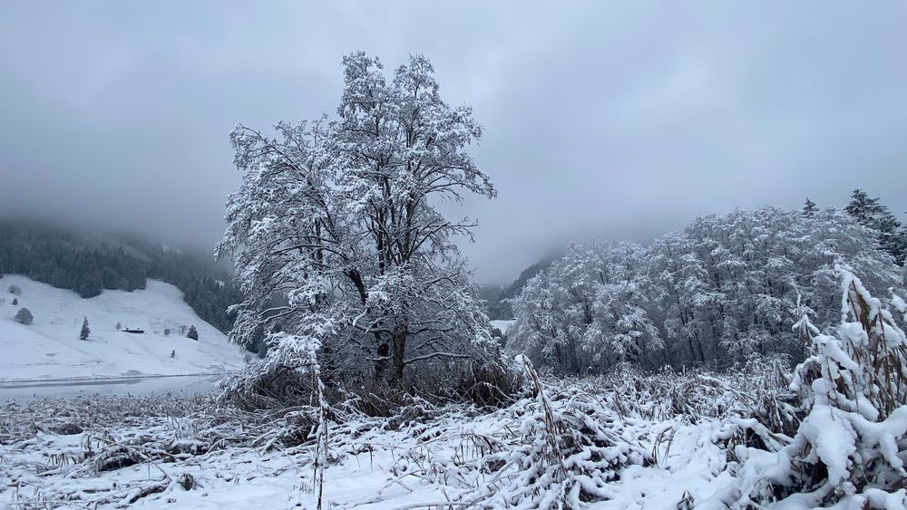 Verschneite Uferlandschaft