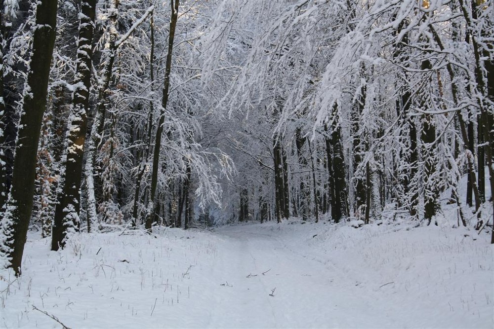 Verschneite Waldlandschaft - 1