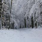 Verschneite Waldlandschaft - 1