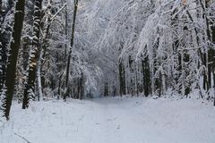 Verschneite Waldlandschaft - 1