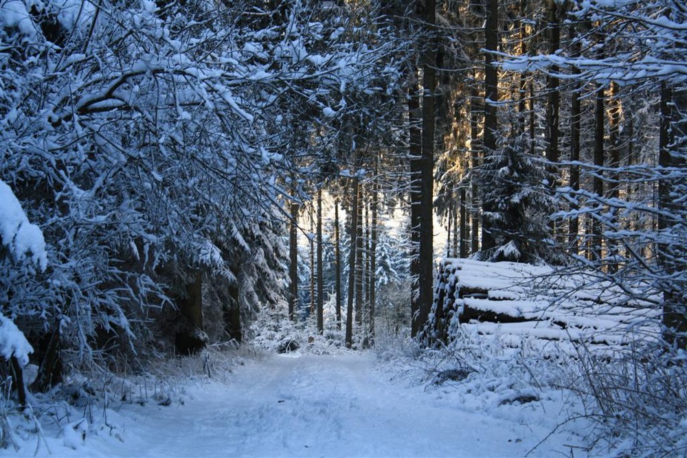 Verschneite Waldlandschaft - 2