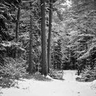 verschneite Waldwege