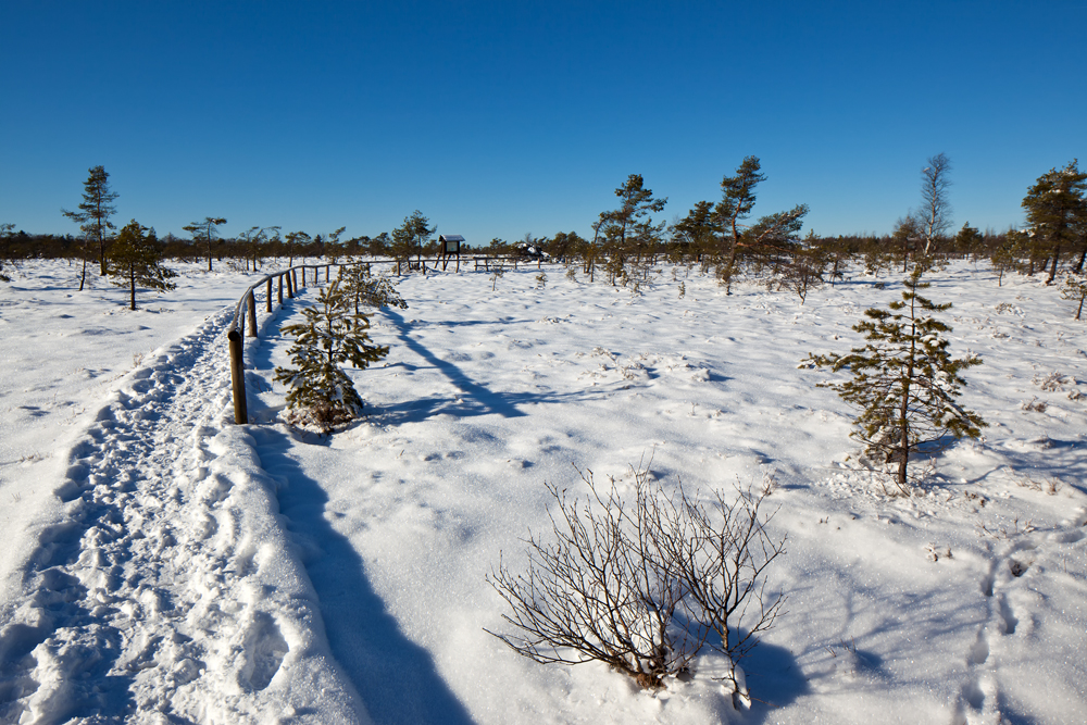 verschneite Wege durchs Moor