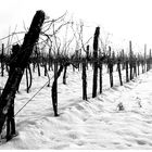 verschneite Weingärten