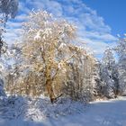 Verschneite Winterlandschaft / Lappwald - Bad Helmstedt