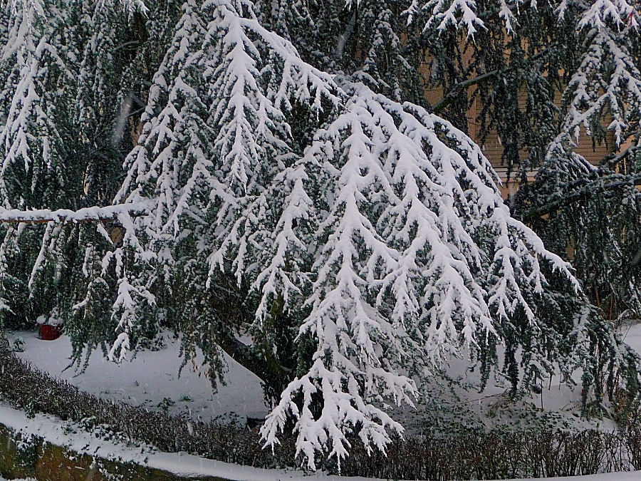 Verschneite Zedernzweige