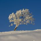 Verschneiter Baum....