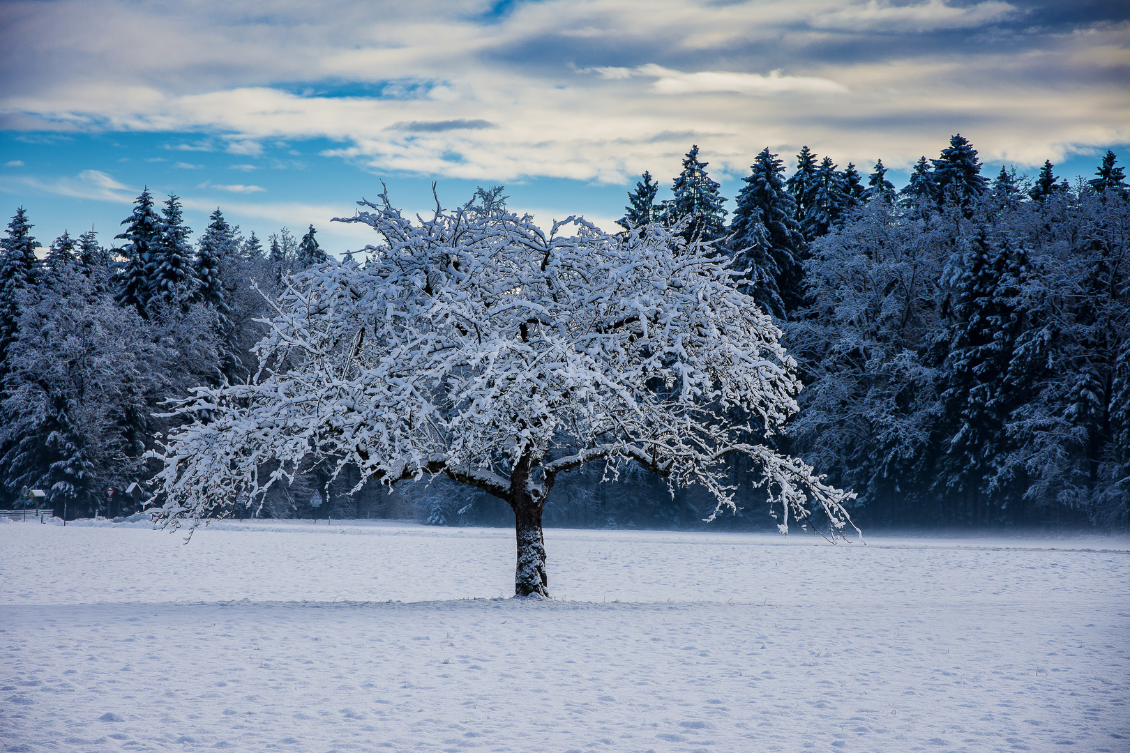 Verschneiter Baum