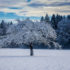 Verschneiter Baum