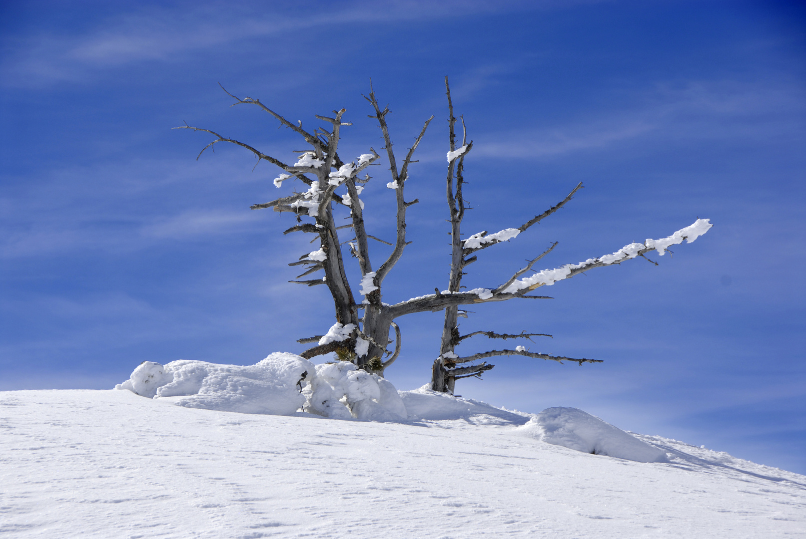 Verschneiter Baum