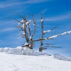 Verschneiter Baum