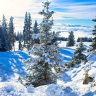 Verschneiter Baum am Schöckl