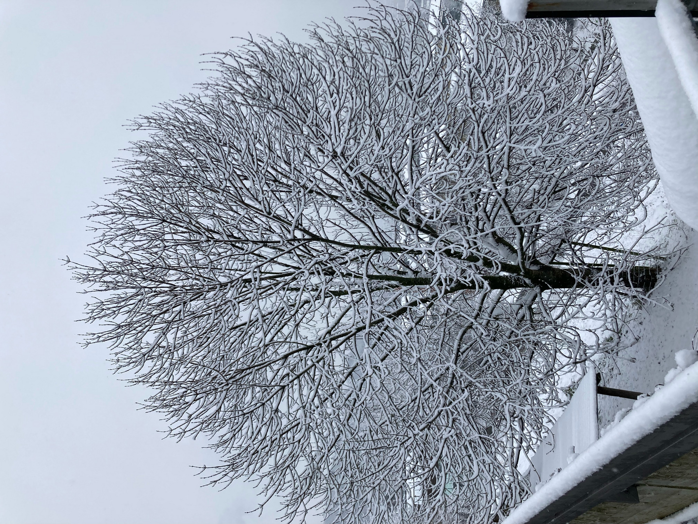 verschneiter Baum