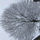 verschneiter Baum