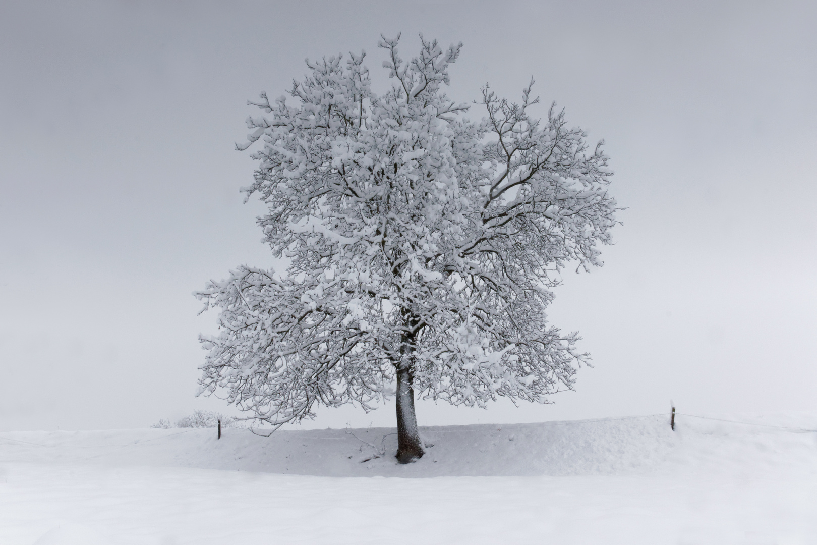 Verschneiter Baum