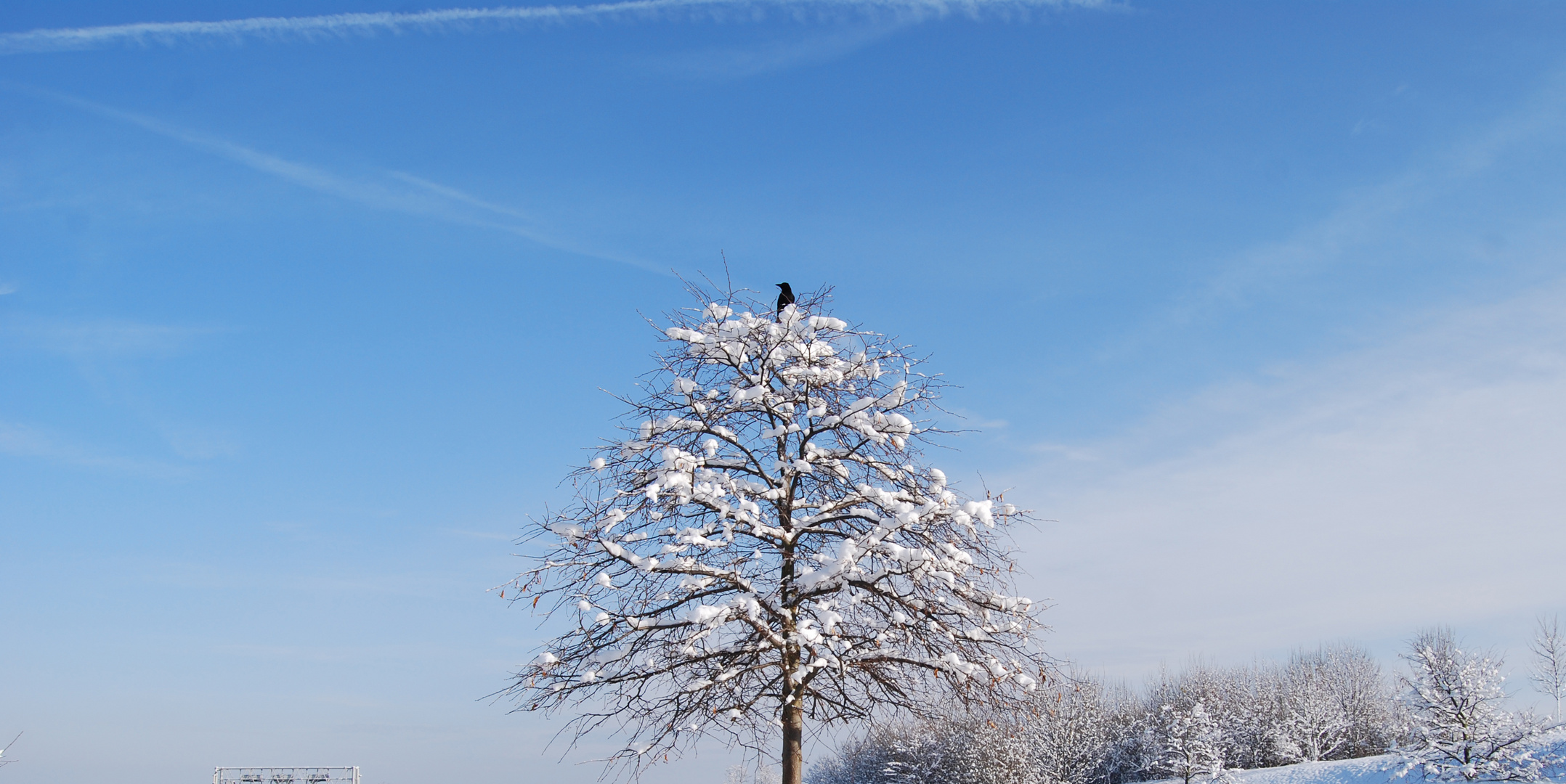 Verschneiter Baum mit Vogel