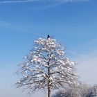 Verschneiter Baum mit Vogel